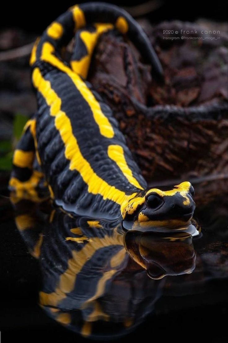 So Gott will ,werden wir Kopf und nicht Schwanz.