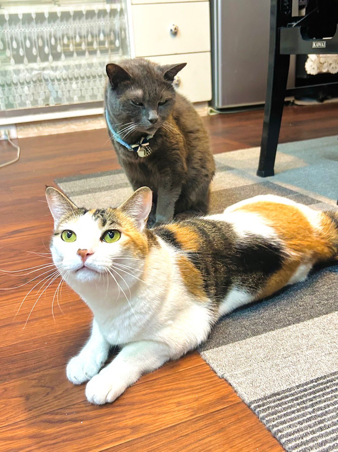 三毛猫様♡ありがとうございます♡ 黒三毛ちゃん♡ #ブリティッシュショートヘア #britishshorthair