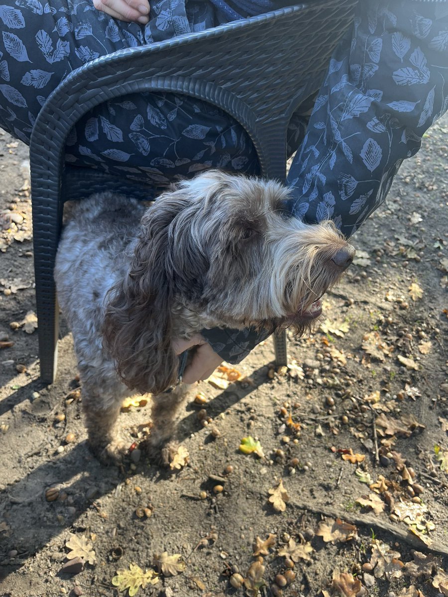 Really pleased that our Isla is coming out regularly with us on our Sunday morning dog walks and breakfast