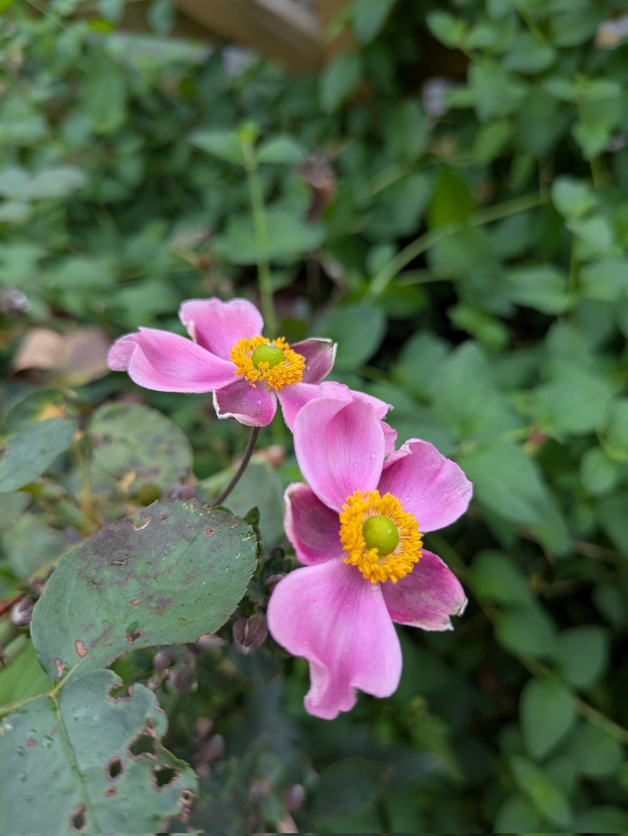 ちーちゃん (@3tQy5nQ8gE0xzcG) / Posts / X