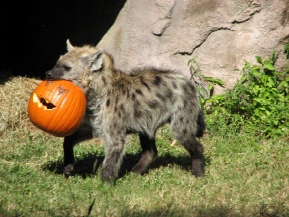Gonna eat all your pumpkins