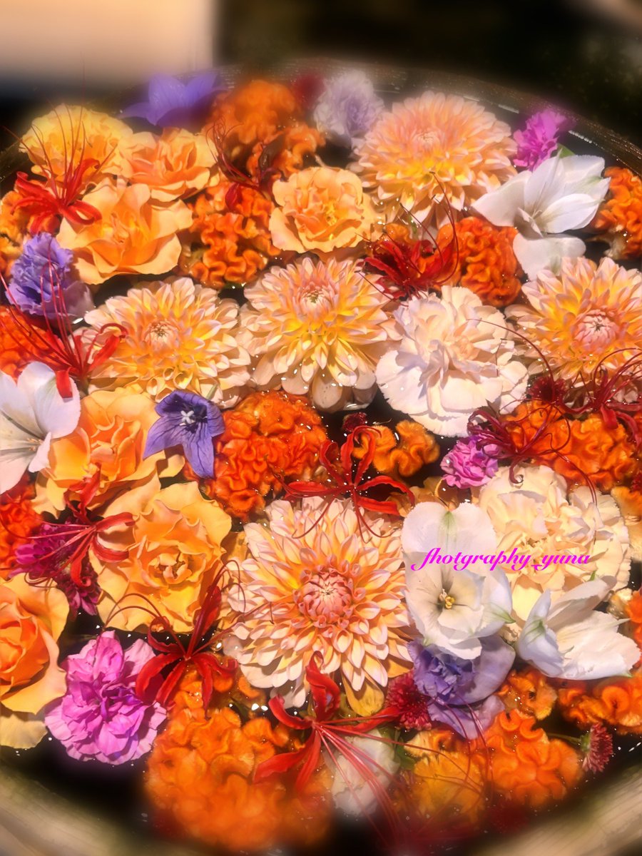 🌺yuna.∗⋆多忙🫧❃ (@yuna_st_white) / Posts / X