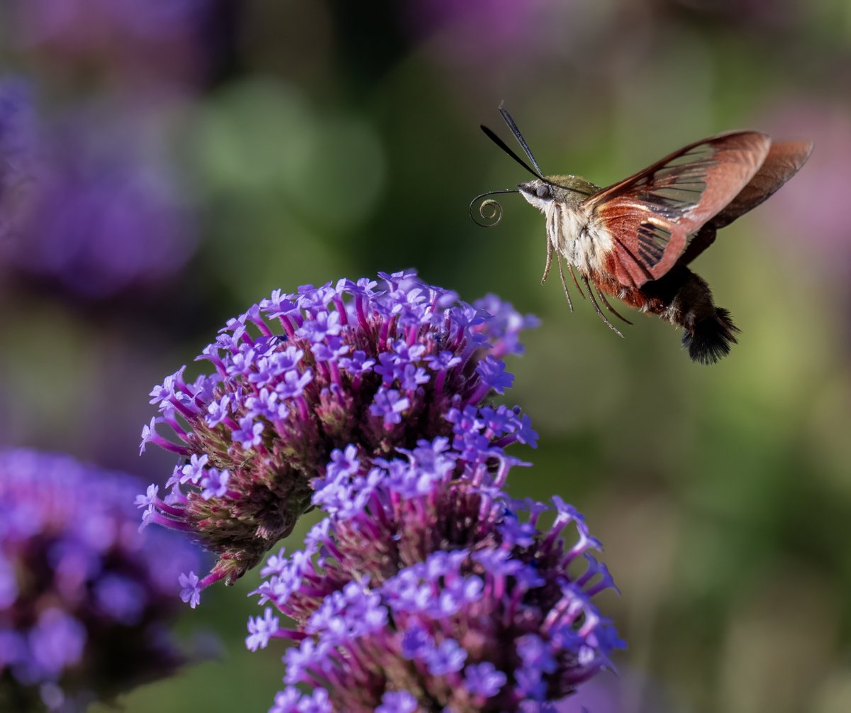 JocAPhotography's tweet image. The tiny flying lobsters are still around! This Hummingbird moth, a Hummingbird Clearwing, was sipping nectar from Purpletop Vervain.