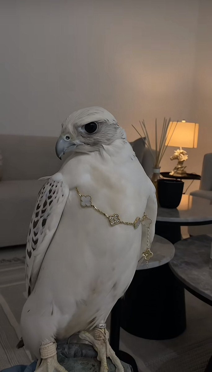 BADER ADEL tweet media