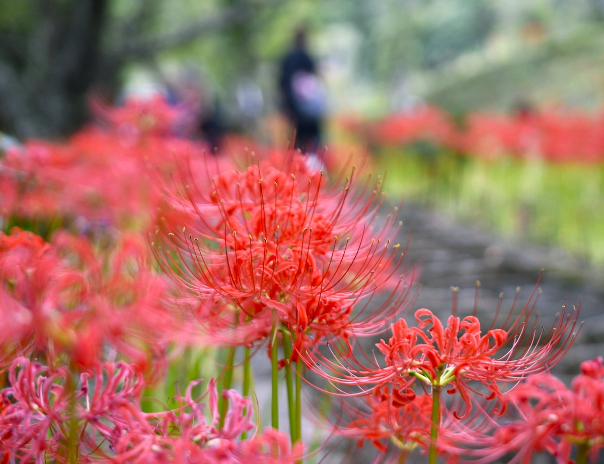 ma_shimo_'s tweet image. 佛隆寺