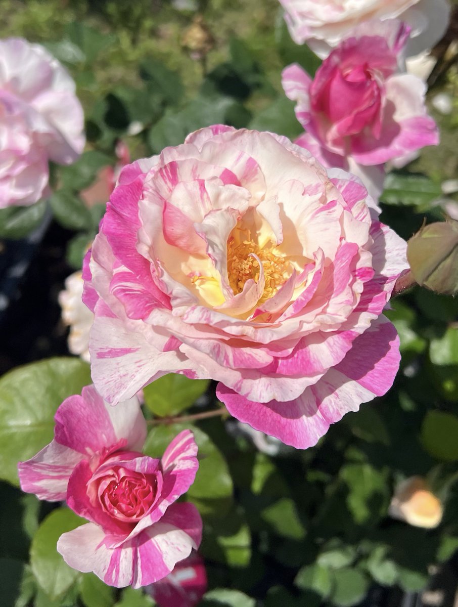 皆さん おはようございます😃"
今日の薔薇は日本作出 🥀カメオ
一時生産終了、全国から強い要望で
再生産された品種だそうです
私カメオは1枚だけしか撮れなくて
貴重な写真です！