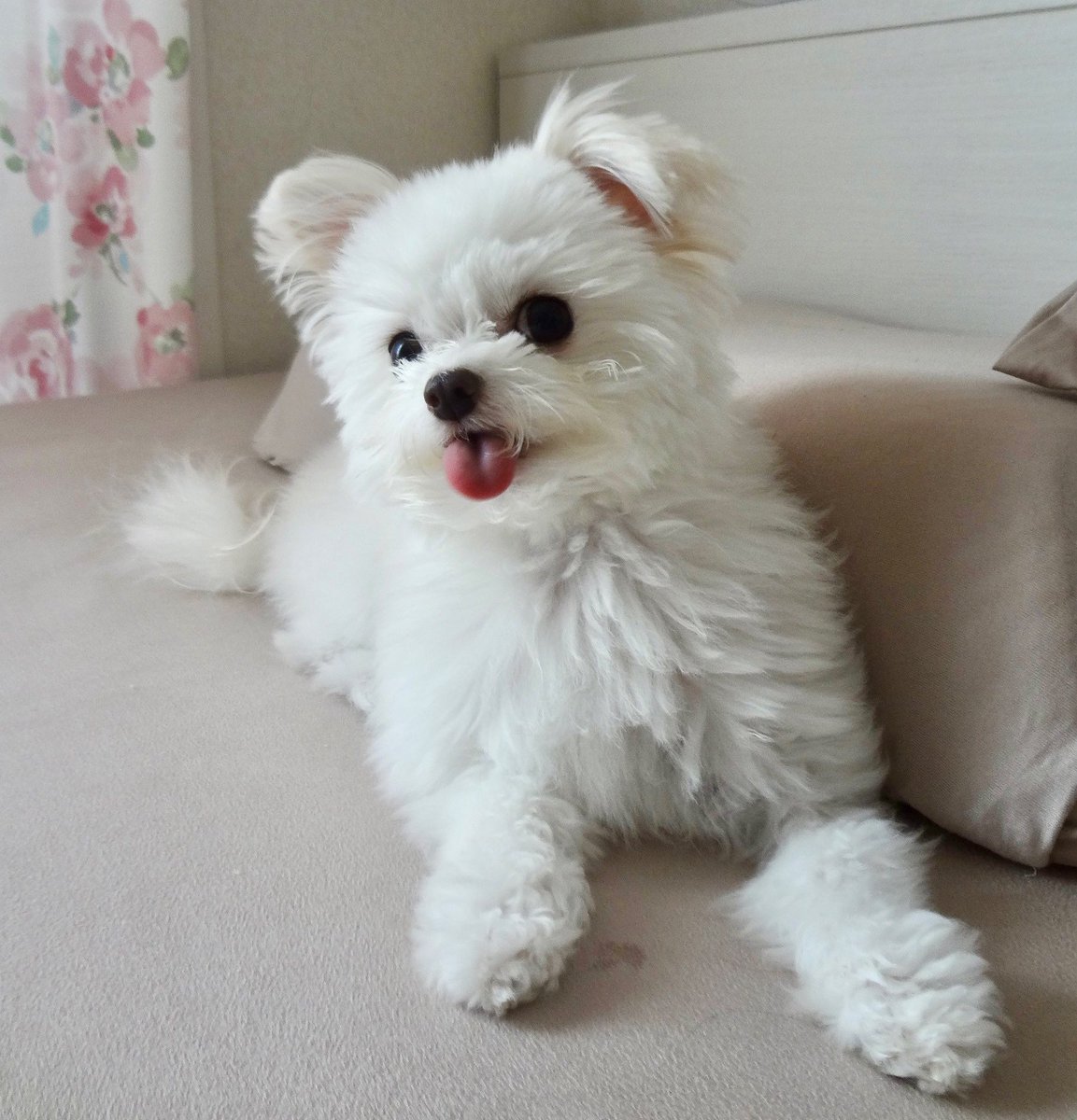 わんこです♡ 気持ちいいね〜〜🍃 一瞬ちらっとこっち見たな？笑 動画とは関係