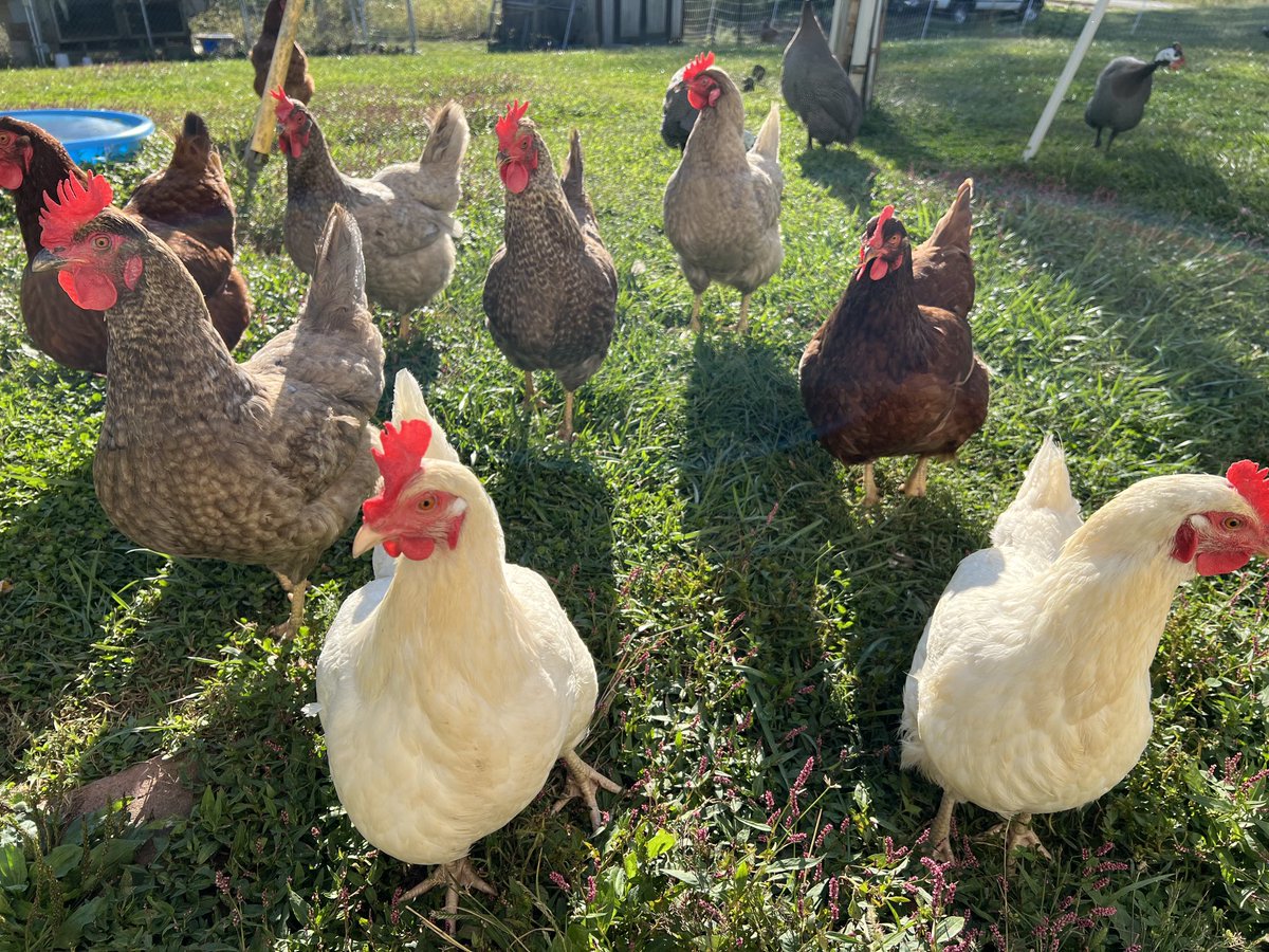It’s like a zombie apocalypse… but with chickens!