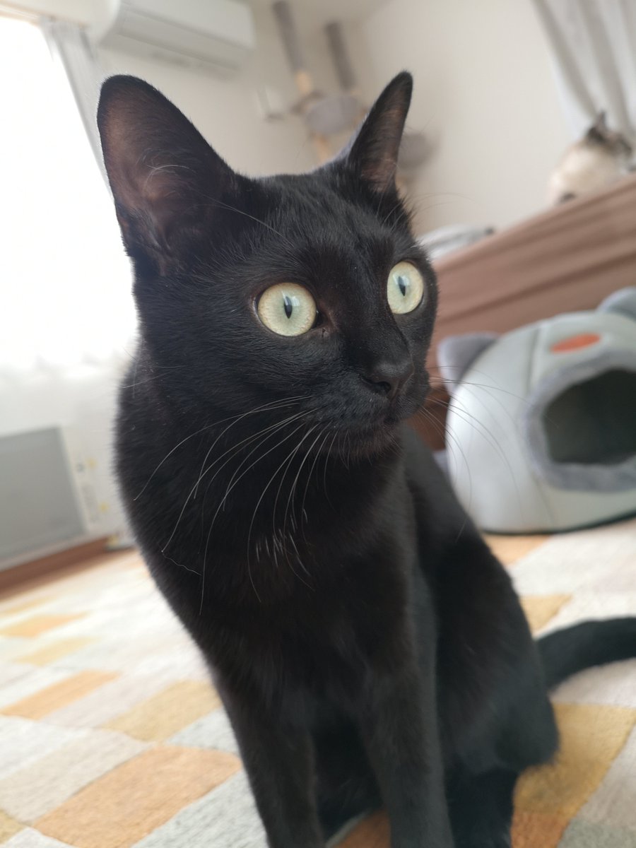 「黒猫みんと」のみ ふとっちぃZooにゃんこ 黒猫 | リードのおみせ Catail