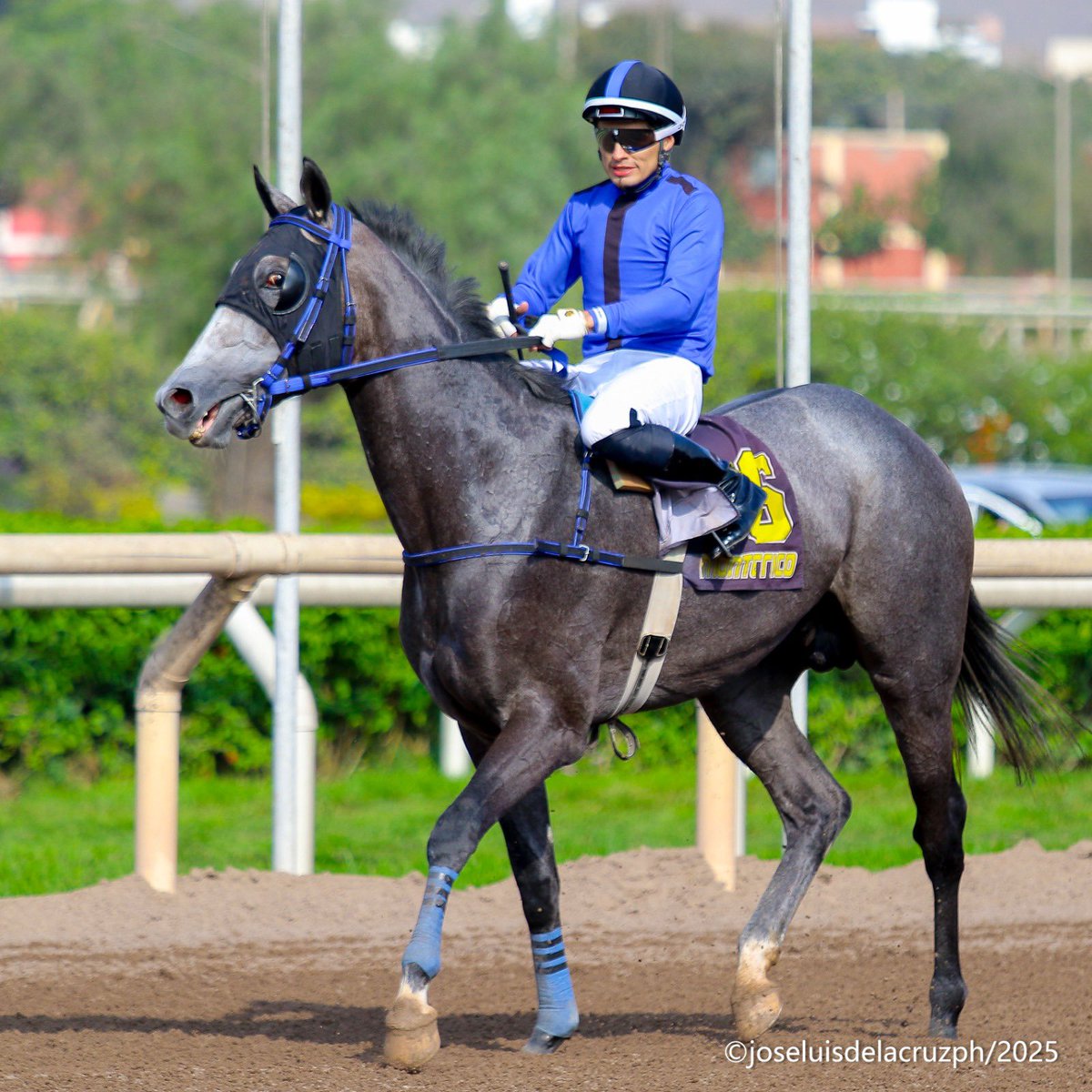 SPCLaGeneracion's tweet photo. 📍 MARC ROSSO 🇵🇪
El hijo de MARCONI 🇺🇸 se adjudicó su primera Victoria sobre la distancia de 1.800 metros en la grama del Hipódromo de Monterrico Perú 
Agradecemos a sus dueños por confiar en Nuestra Crianza! 🐴🙌🏻 https://t.co/iXRT7J9how