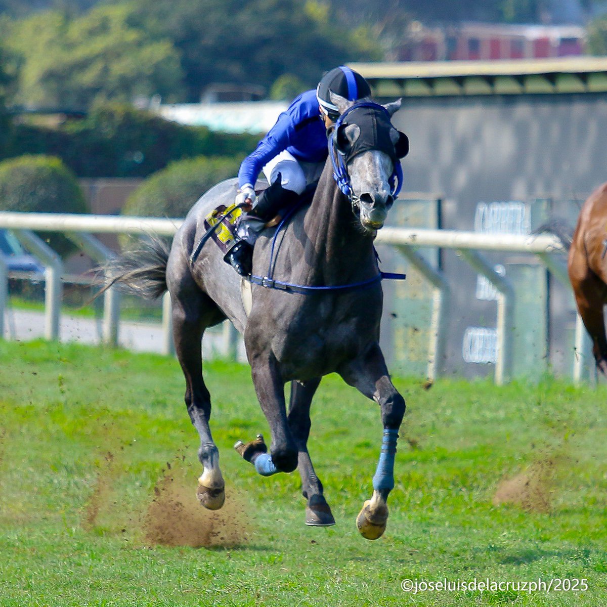 SPCLaGeneracion's tweet photo. 📍 MARC ROSSO 🇵🇪
El hijo de MARCONI 🇺🇸 se adjudicó su primera Victoria sobre la distancia de 1.800 metros en la grama del Hipódromo de Monterrico Perú 
Agradecemos a sus dueños por confiar en Nuestra Crianza! 🐴🙌🏻 https://t.co/iXRT7J9how