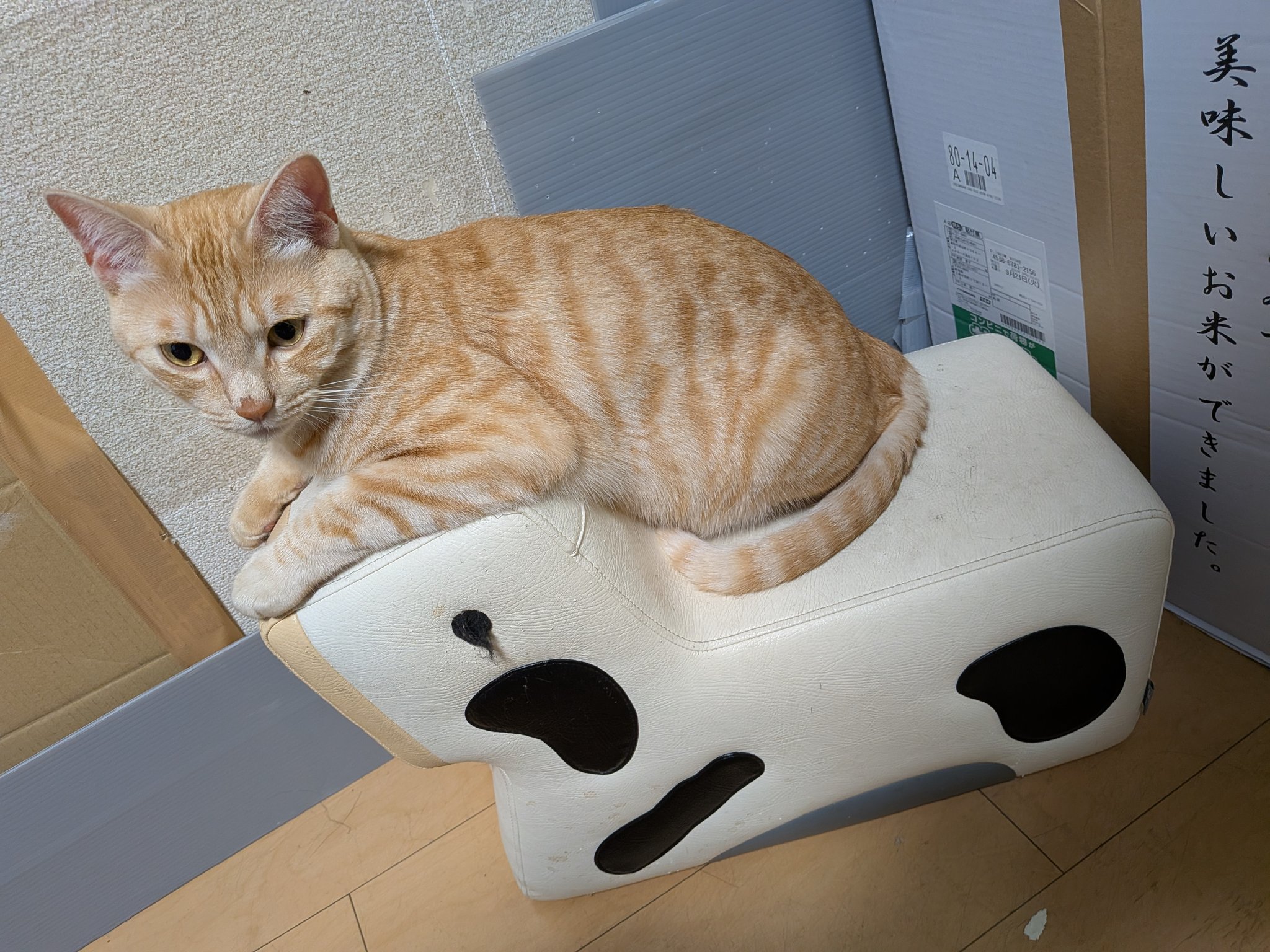 猫好きマー君 My kitty's favorite - YouTube