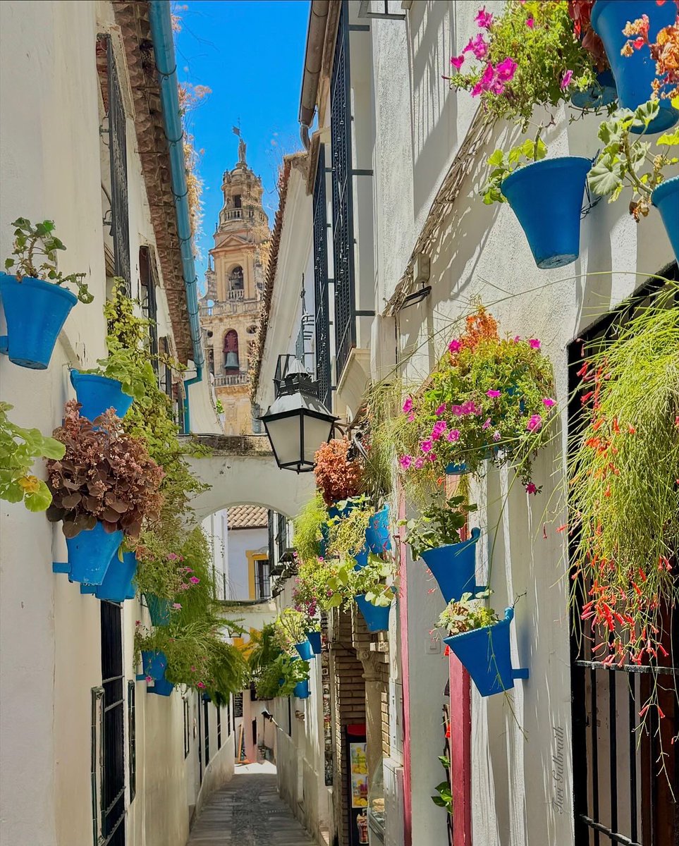 Turi Galbraith tweet media