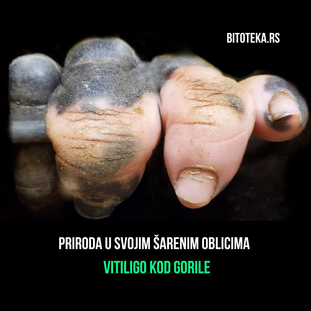bitoteka's tweet photo. Vitiligo nije jedinstven samo za ljude - može se javiti i kod životinja. Ova gorila svojim prstima pokazuje da priroda ima beskrajne oblike i boje. Različitost nas podseća koliko smo svi povezani. 

#priroda #zivotinje #gorila #vitiligo #razlicitost #bitoteka #znanje #edukacija https://t.co/ZWLFDXmUNB