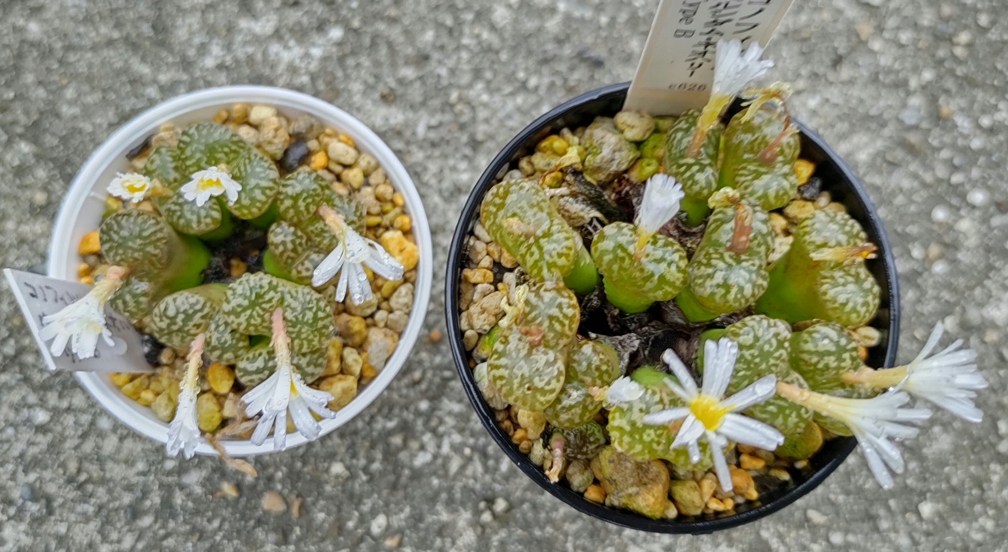 コノフィツム ヤンギー 白花品 youngii aff 多肉植物 メセン コノフィツム ヤンギー youngii - メルカリ