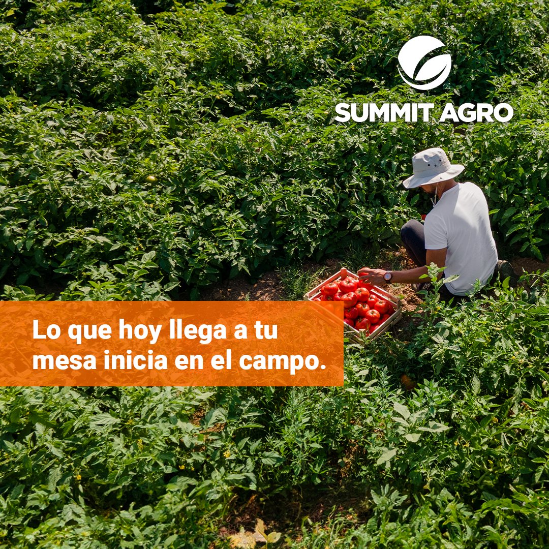 SummitAgroMx's tweet photo. Un campo cuidado es sinónimo de una alimentación de calidad. Da el siguiente paso en protección aquí: https://t.co/fjicf0wSVW  👣💪🏼

#campomexicano #solucionesagricolas #agricultura https://t.co/AjXSeVZ9Ib