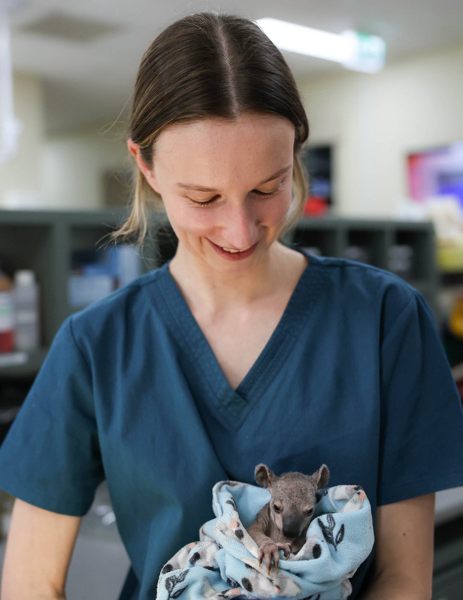 To our incredible team, thank you for your tireless dedication, compassion, and strength during trauma season. 💙🐾 Your hard work caring for every injured and orphaned animal makes all the difference, giving hope and healing when it’s needed most! 🐨💚