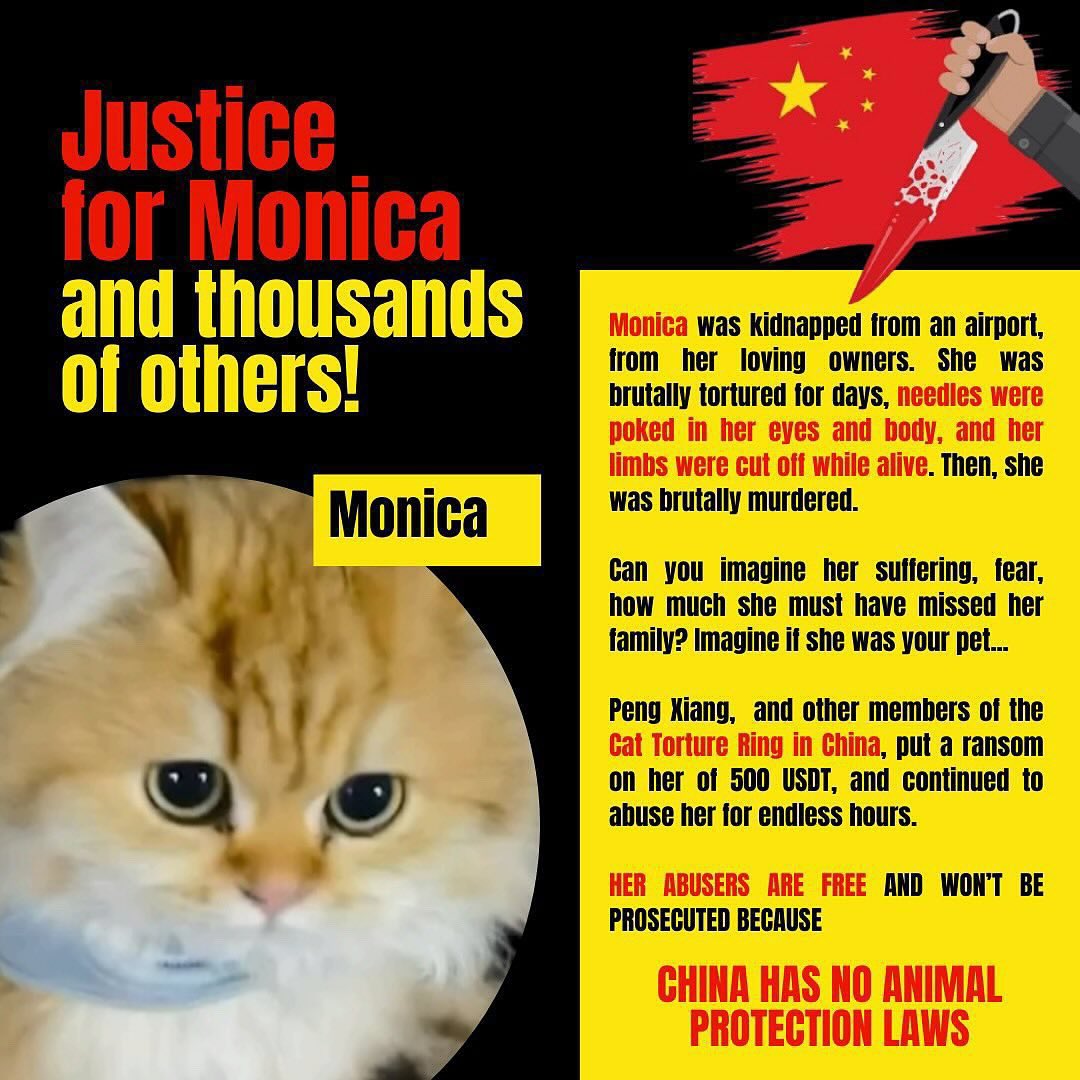 sne70433's tweet image. @HeRulong why does China refuse to enact laws against animal torture? WHY won’t you punish  these individuals for torturing cats on social media for sexual pleasure? In Iceland cats are beloved. We will ensure western governments know of Chinese hatred of beauty and innocence
