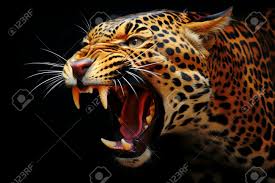 Na Mira do Repórter. tweet media