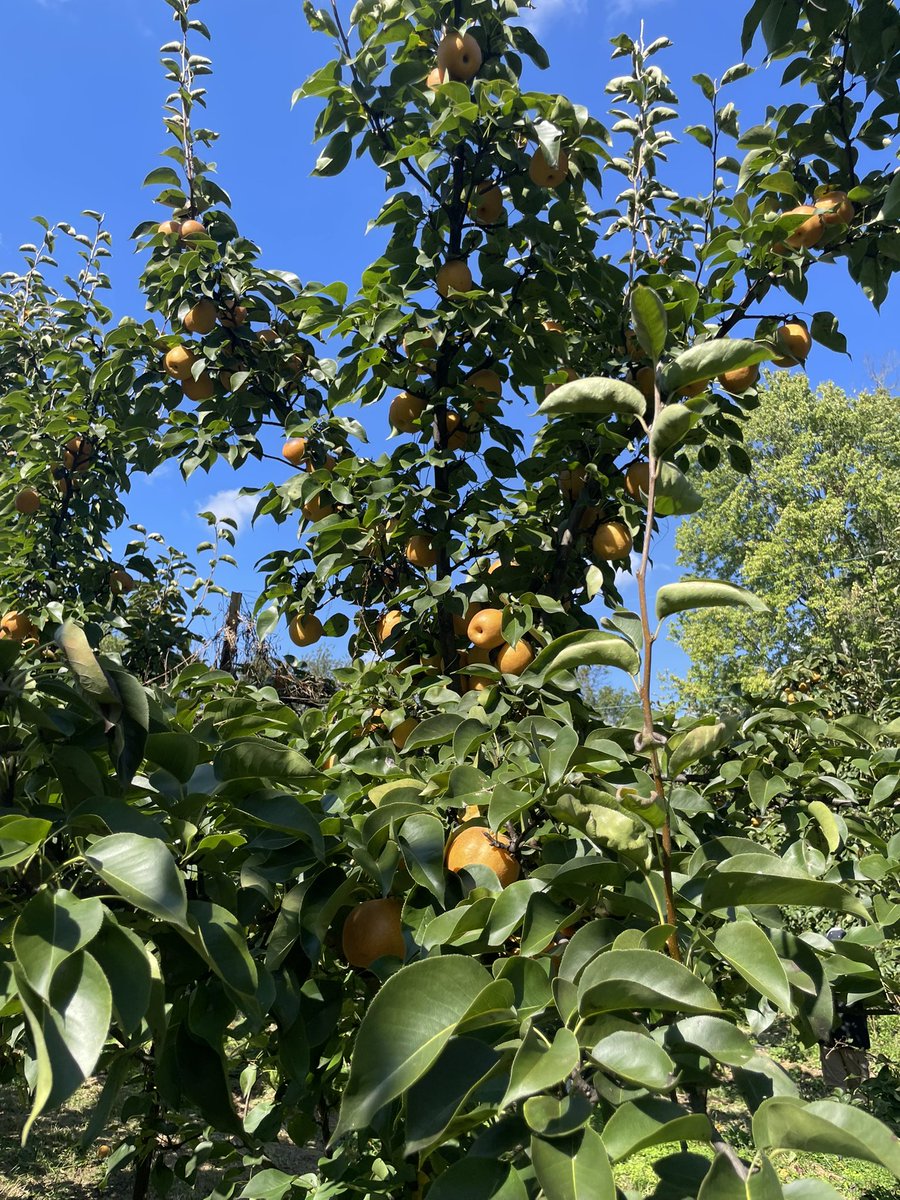 Pear picking and avoiding the low hanging fruit apparently I should make things difficult for myself but what if I like the low hanging fruit