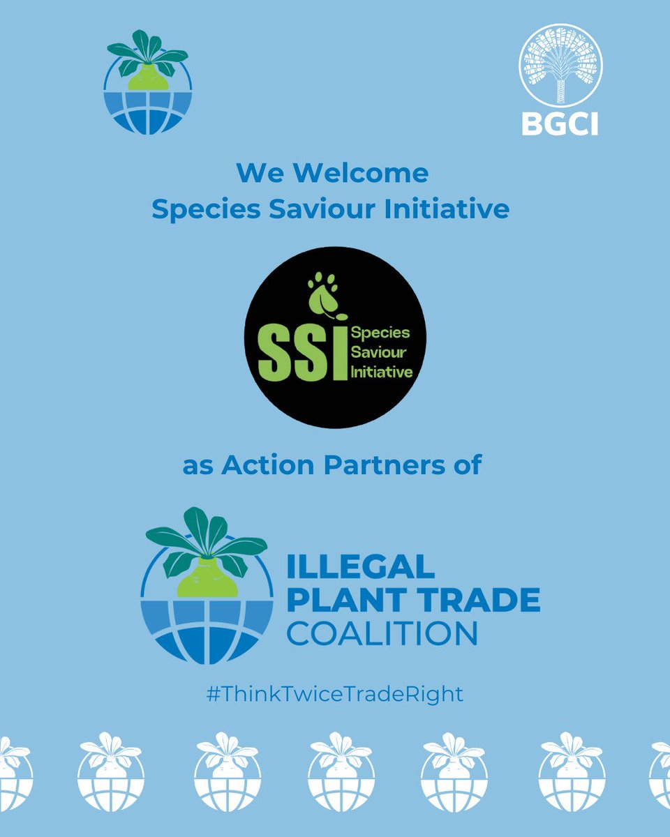 speciessaviour's tweet photo. Exciting news! SSI has officially joined the ILPTC as an Action Partner.

This step strengthens our fight against the illegal plant trade &amp; boosts our efforts to protect vulnerable plant species through global collaboration.
#ThinkTwiceTradeRight https://t.co/juYsC7bjqx