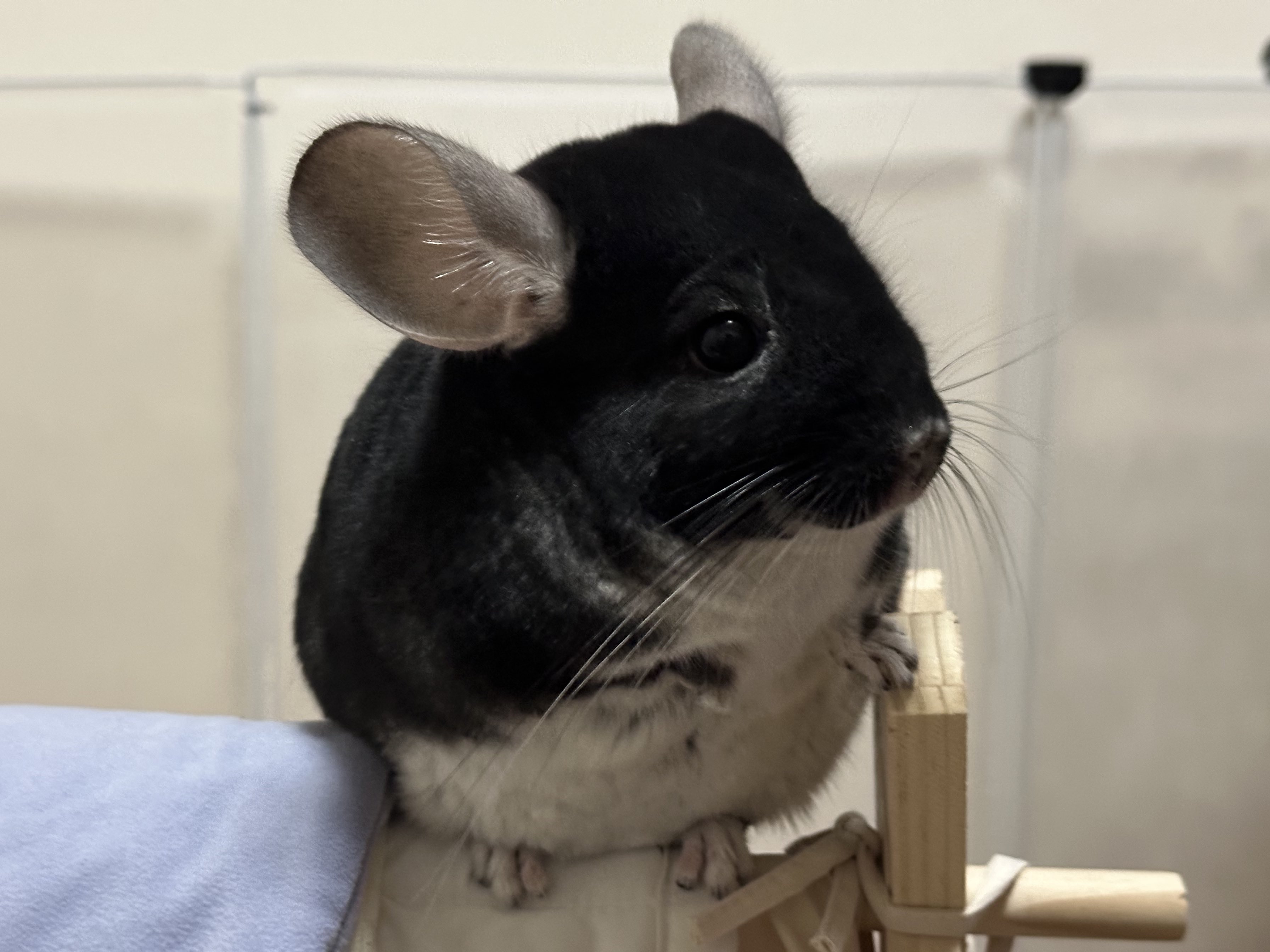 チンチラ プロフ必読‼️です❣️ チンチラ プロフ必読‼️です❣️ ことほ (@KoToHo0627) / X