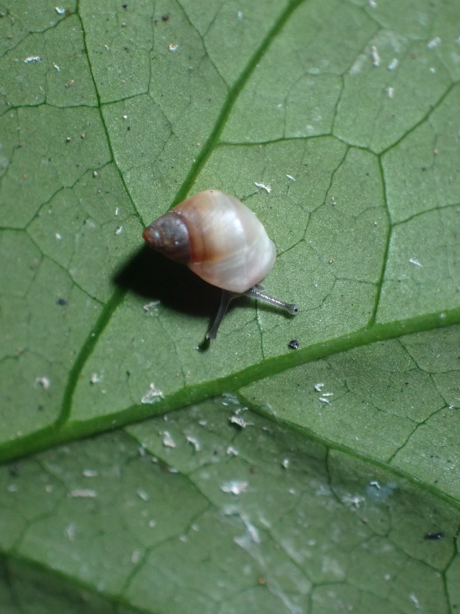 Today was monitoring day on Huahine and the last day for most of the team. What a day for a big find! Great results from the releases, but even better was finding this tiny one- the first wild-born Partula on Huahine for 31 years. Another great vindication of everyone's hard work