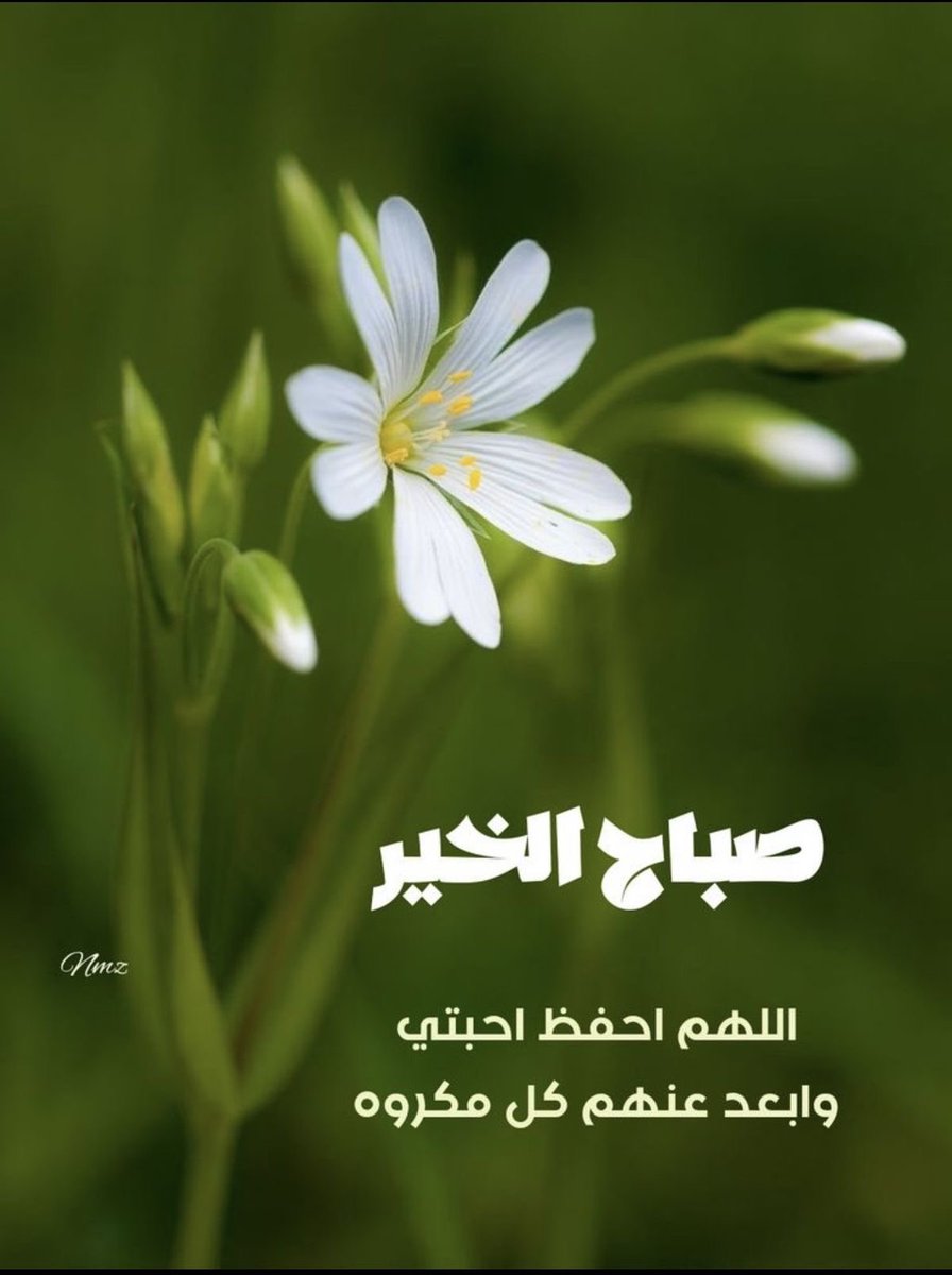 “العقل الهادئ يصنع قرارات حكيمة، ومن تأنّى في خطاه نجا من الزلل وبلغ مقصده بسلام.”
#صباح_الخير 
#صباح_الأشياء_المُشرقة