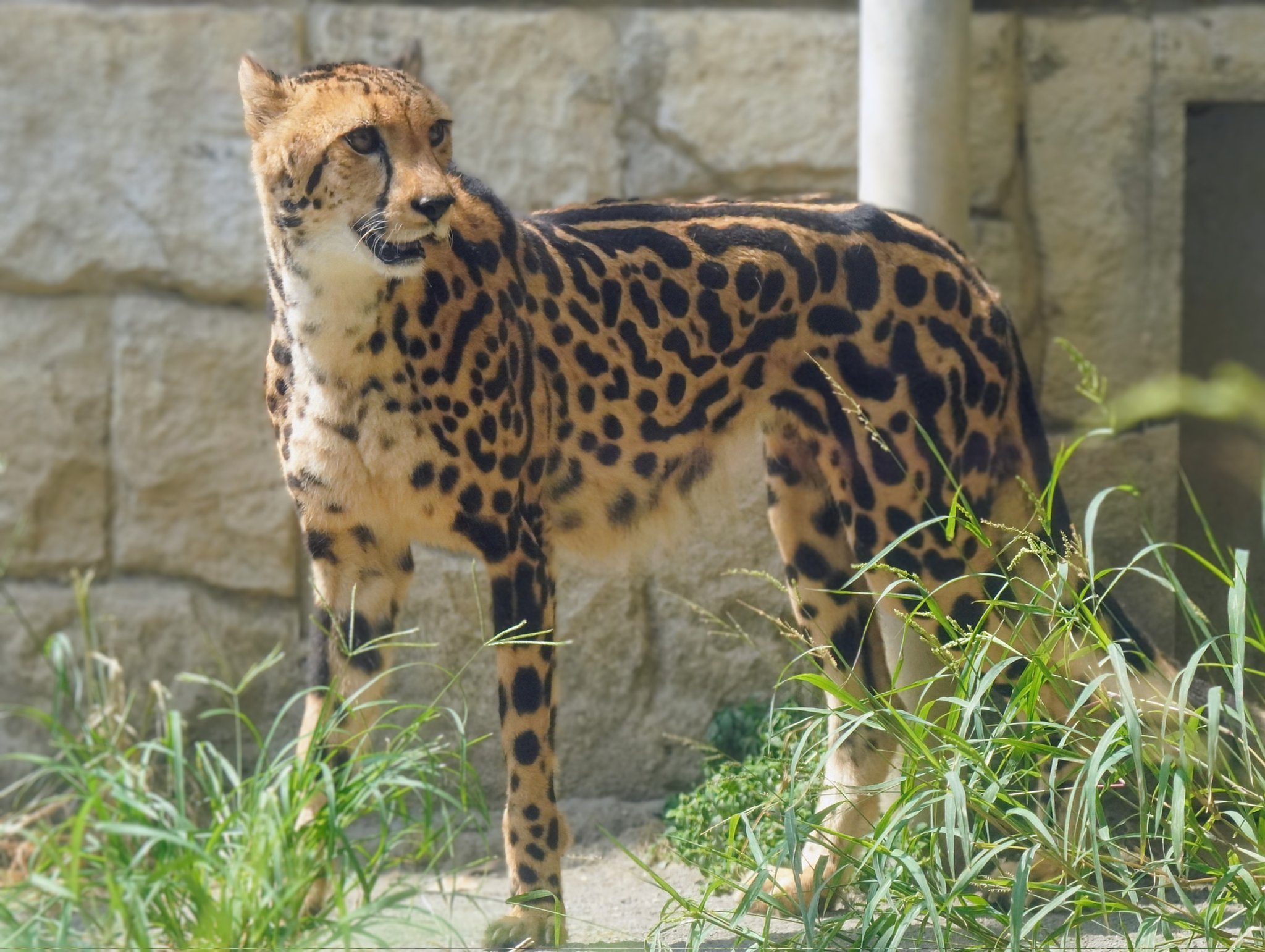 チータ　Cheetah 可愛い〜🥰 📷22.03.28 #チビーター #ズラヤと子どもたち