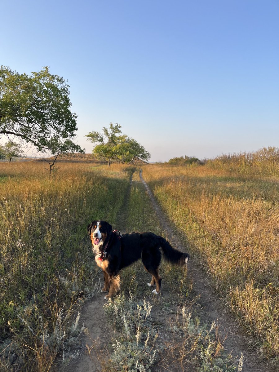 LittleDenene's tweet image. A patient buddy! A beautiful day! 

#dogsofx #gratitude #Saskatchewan