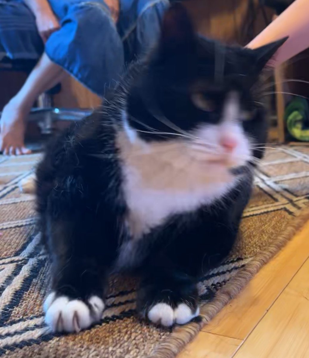 YaBoiViz tweet media