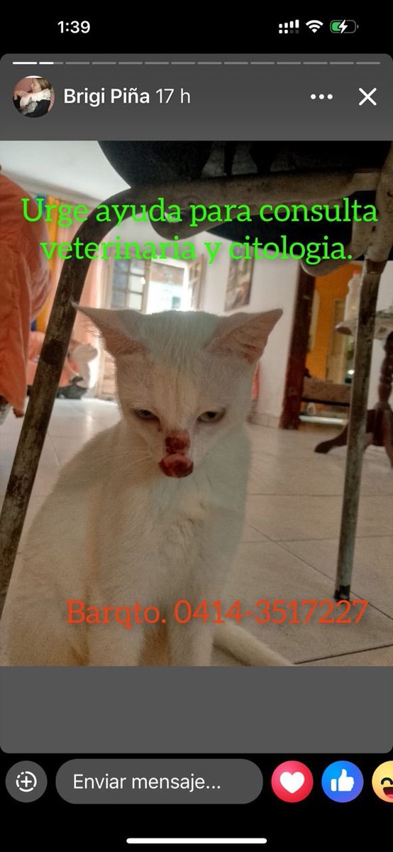 PerroUsuario Wof '•' (@perrousuario) on Twitter photo RP <a href="/LaEmperatriz_3/">La Emperatriz III</a>: Est gatita le llegó a mi tío a su casa así en esas condiciones.
Necesitan llevarla a consulta y hacerle biopsia, por eso publicó para pedir ayuda, yo le voy a difundír por aquí, está en #Barquisimeto por el Museo
04143517227 RP <a href="/LaEmperatriz_3/">La Emperatriz III</a>: Est gatita le llegó a mi tío a su casa así en esas condiciones.
Necesitan llevarla a consulta y hacerle biopsia, por eso publicó para pedir ayuda, yo le voy a difundír por aquí, está en #Barquisimeto por el Museo
04143517227