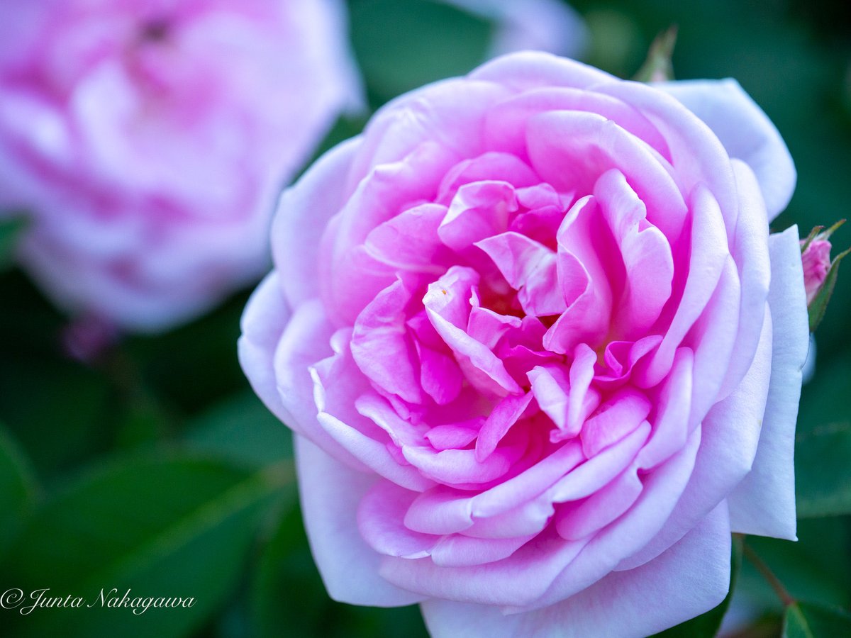 juntas070746's tweet image. 光を集めてみたんだけれど
上手く包めない
そっと両手で、優しく、
包んでるつもりが
ポロポロと溢れていくんだ
どうして？なぜなんだろう

そうか、、ボクの手が
闇で汚れてしまっているから
光が溢れちゃうんだ

優しい顔をしているつもりなのにな

#lumix
#G6