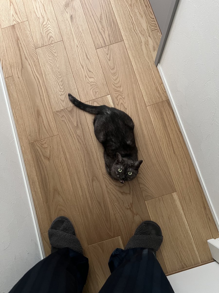 s_yzf94's tweet photo. 飼い主の帰宅をドア前で待っていたホコリ https://t.co/v83fLVtz1I