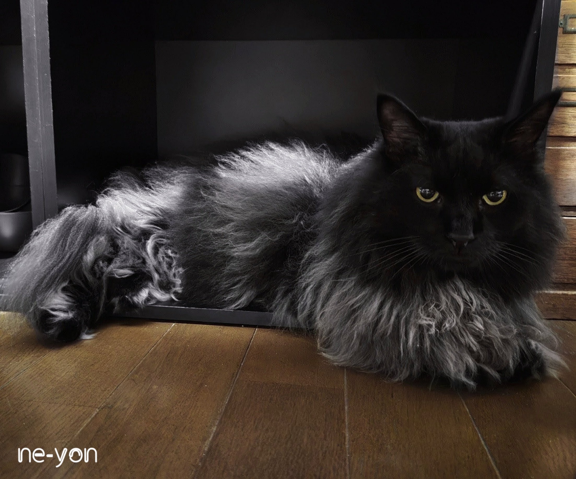 ne−yon on X: 
