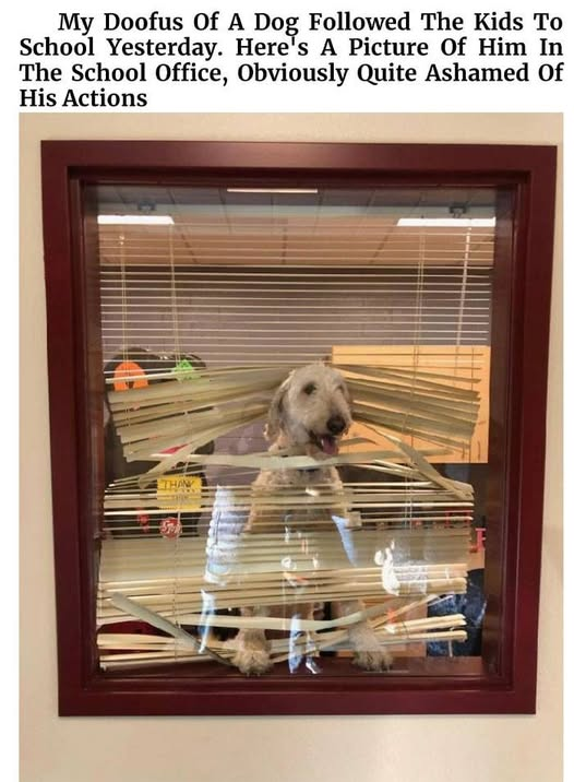 How cute! 🤣🤣🤣🤣🤣