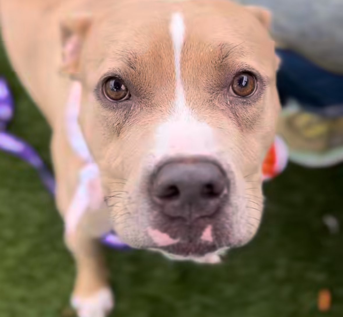 Look at this loving happy smart little nine month old baby puppy. How dare NYC ACC kill list this angel dog?!
Share him. Pledge <a href="/MoishesMom/">Moishe's Mom</a> 
Apply to foster or adopt him.
Dog friendly. Loves people.
Get Prince out of there safely.
RT