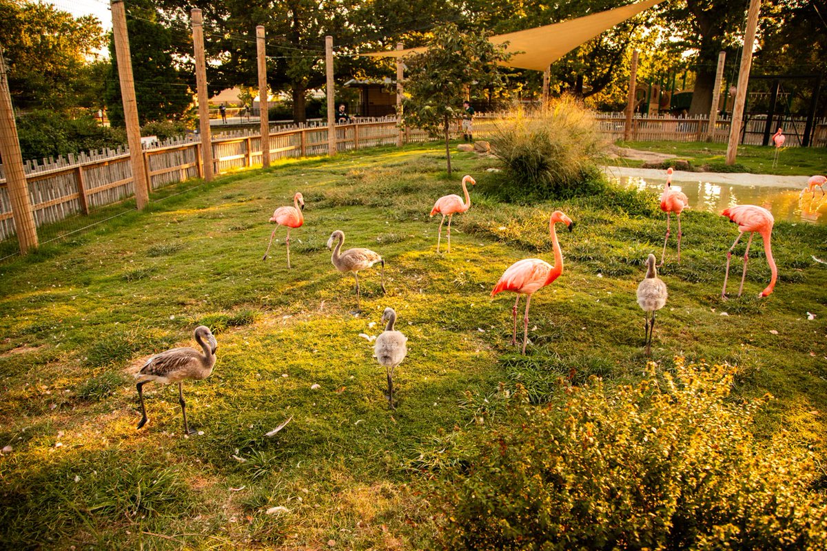 Our flamingo chicks are getting bigger by the day! 🥹 Want to learn more about our flock? In September we hold weekly flamingo keeper chats at 3 p.m. on Saturdays and Sundays! 🦩