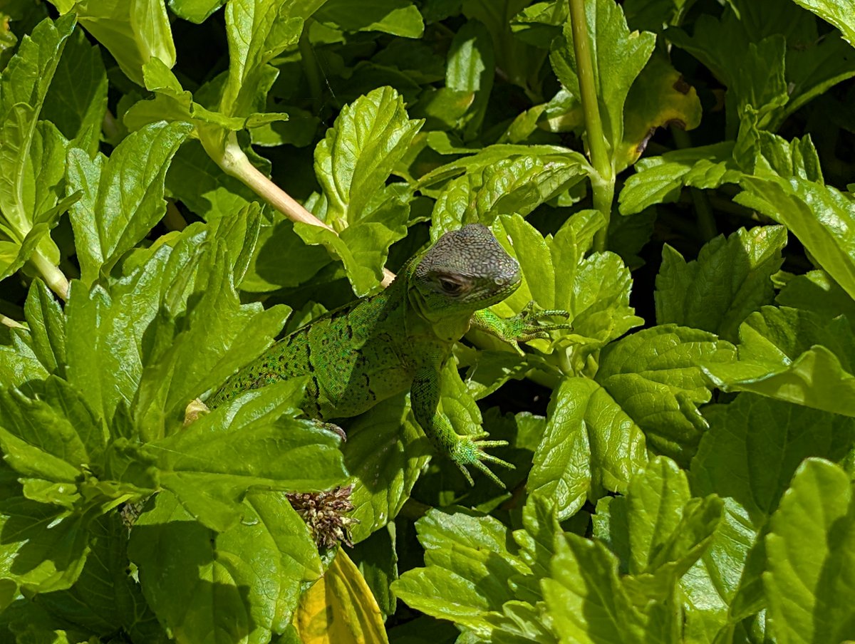 Forget all that crap about hate speech, here's a young green iguana from Costa Rica, enjoy!