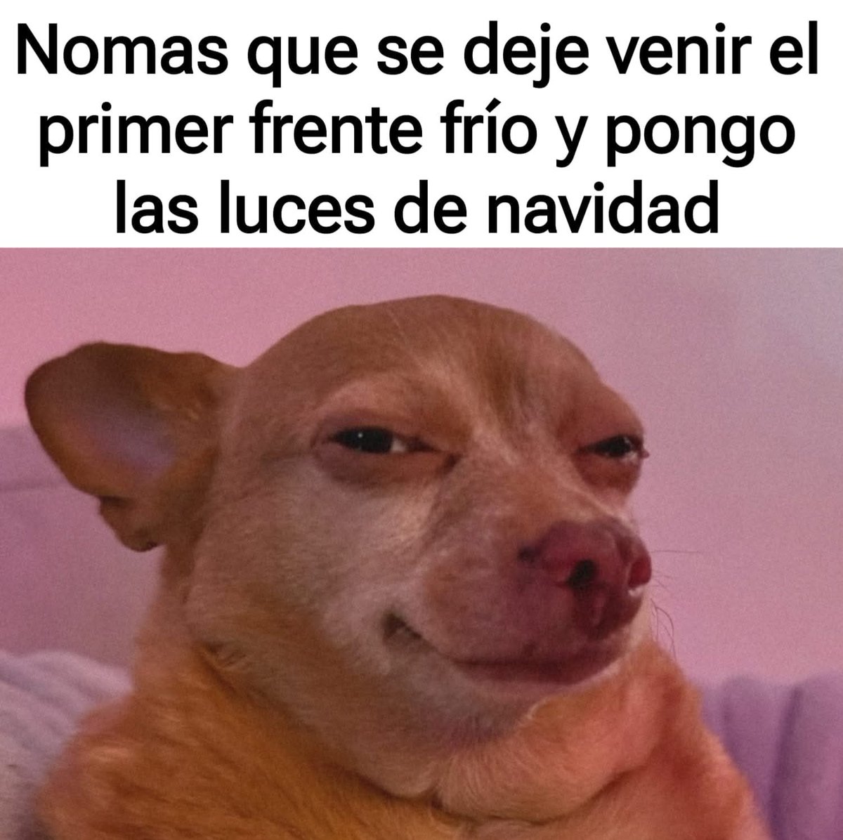 🌻TheMemeGirlSv🌻 tweet media