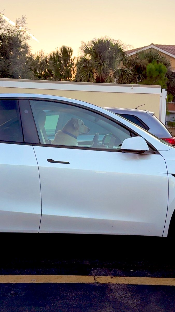 _MichaelMurray_'s tweet photo. This Tesla has Self-Driving Mode… I didn’t even ask my owners for permission, I needed a pup cup! @Tesla https://t.co/xPHqPHAAwM