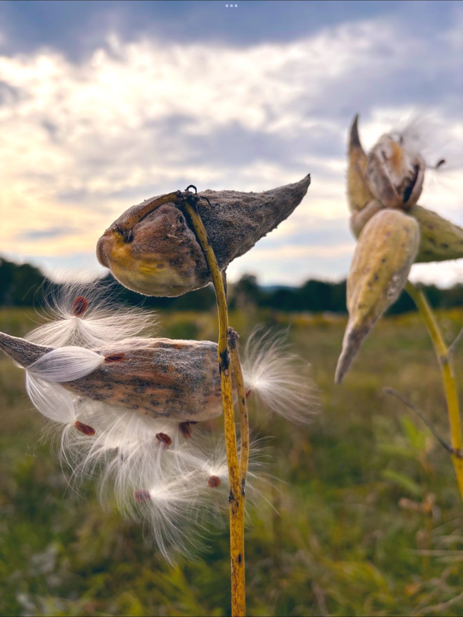 Ready to fly in the wind