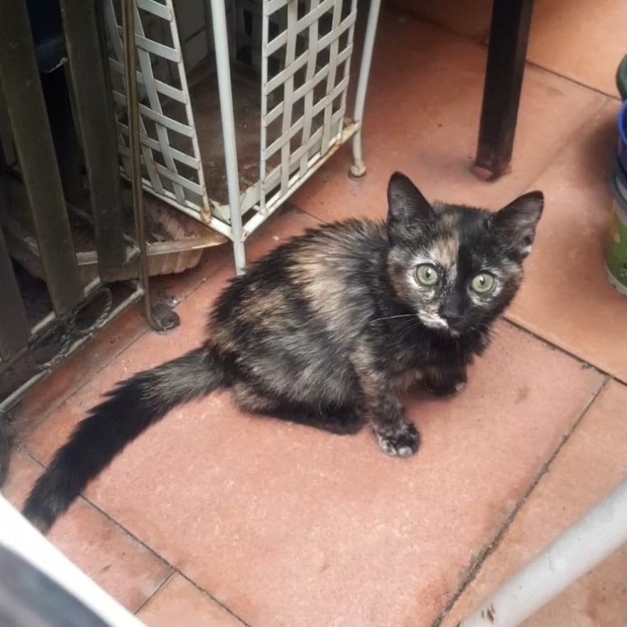 NuevaVidaAdop's tweet photo. #madrid 
XANADU cachorrita #carey de 1,5 meses ABANDONADA en el campo,en medio de la nada 
Sociable con niños,🐶🐱
NECESITA #adopcionresponsable 
Se entrega chipada,vacunada,desparasitada y testada en leucemia e inmuno 
CONTACTO 📩facenuevavida@gmail.com
#cachorros #gatos https://t.co/gItjgb1hnr