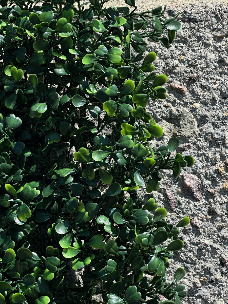 ArtificialTurf_'s tweet image. Greenery made simple🌿

With ATS artificial foliage like boxwood, sinica, &amp;amp; gardenia, you can refresh any indoor or outdoor space with vibrant, maintenance-free style. No watering, no upkeep, just lasting beauty.

Transform your space today—request a quote artificialturfsupply.com/quote.html