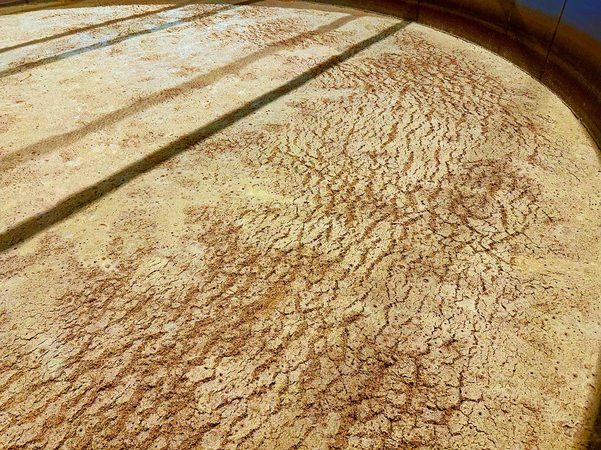 FirebirdBo's tweet image. Looks like cornbread! But, it’s actually the Beer Cap (Grain Cap) that is the result of CO2 carrying the grains to the top during fermentation. When the CO2 stops, it will fall. More @WildTurkey is on the way!
#KentuckyBourbon #BourbonTrail #Bourbon