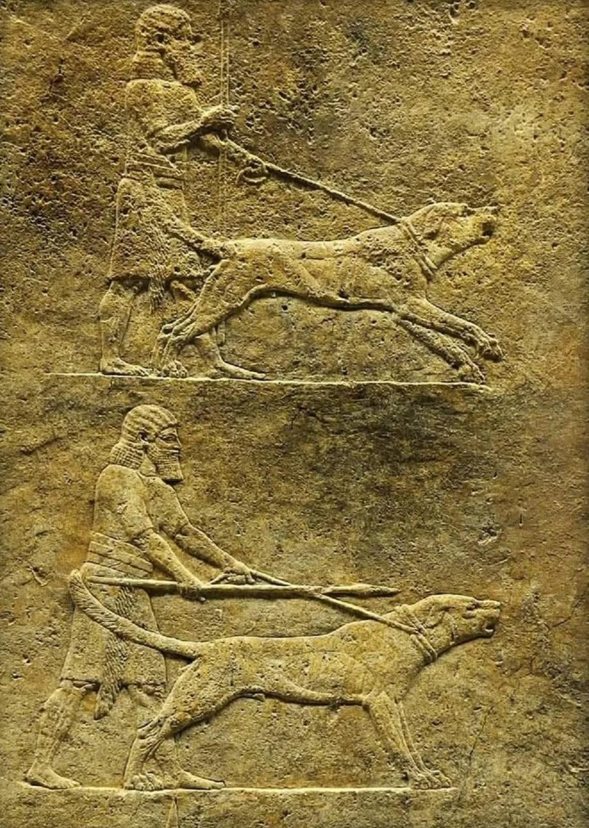 redhistoria's tweet photo. Tallado en piedra hace miles de años, este relieve asirio captura el vínculo entre el hombre y el perro en el mundo antiguo...

Relieves asirios, probablemente procedentes de un palacio, que muestran a un hombre guiando a un perro de caza. Estos relieves son un elemento destacado del arte asirio, conocidos por su elaborado detalle y por representar a menudo escenas de batallas, cacerías y la vida real. Aunque ahora parecen monocromáticos, estos relieves antiguamente estaban pintados con vibrantes colores, con restos de los cuales a veces se conservan. No solo servían como expresiones artísticas, sino que también cumplían funciones simbólicas y protectoras dentro de los palacios, con la intención de impresionar tanto a los espectadores humanos como a los dioses.

Representando a cazadores reales con poderosos perros parecidos a mastines, la escena refleja tanto dominio como lealtad. Estos perros no eran simples compañeros, sino guardianes entrenados y feroces cazadores, símbolos de fuerza y ​​prestigio. En las cortes de Mesopotamia, estos animales acompañaban a los reyes, protegiendo palacios y uniéndose a las expediciones. Cada detalle grabado, desde la tensión de la correa hasta el paso decidido de los perros, habla de una civilización que veneraba a sus perros no sólo como protectores, sino como extensiones de su propio poder.