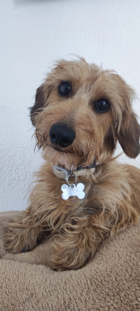 NuevaVidaAdop's tweet photo. #MADRID 
PIPPA preciosa cruce #teckel de 2 años 
No está bien socializada: tiene miedo a personas desconocidas y 🐶 grandes 
NECESITA familia con paciencia,tiempo y cariño
Se entrega chipada,vacunada,desparasitada y CON compromiso de castracion 
CONTACTO 📩facenuevavida@gmail.com https://t.co/SiODHB2xiD
