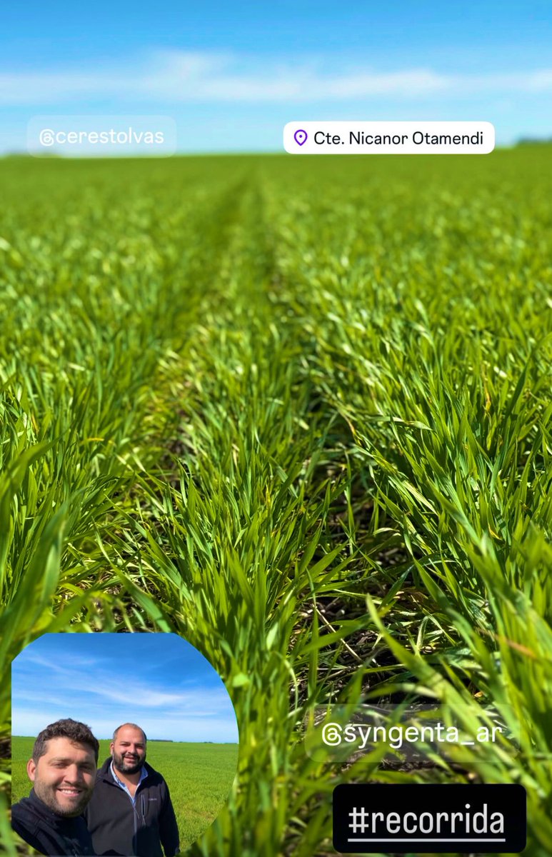 Seguimos con las recorridas 
Cultivos de trigo 🌾 con un muy buen estado general, empieza a aparecer algo de # Roya y algunas manchitas sospechosas.

#Moniroreo
<a href="/Syngenta/">Syngenta</a>
