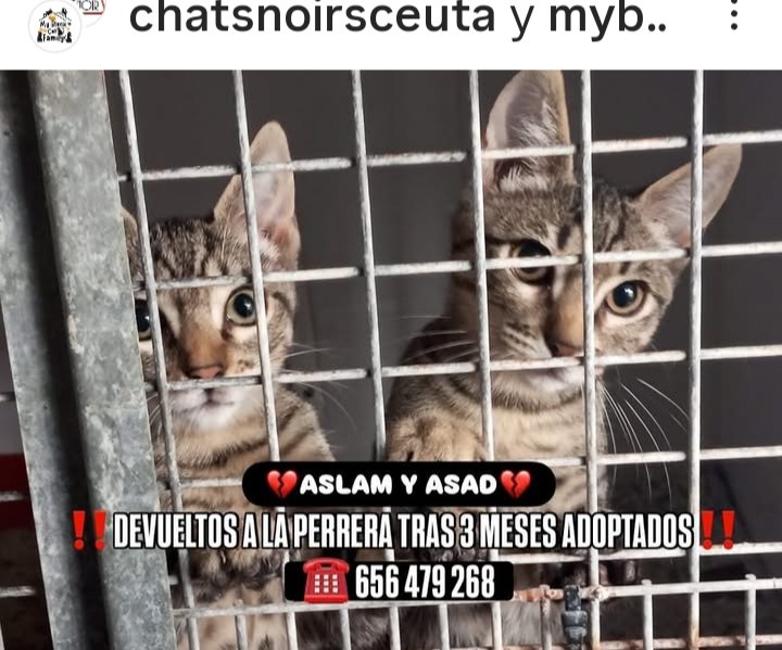 Marisa84157935's tweet image. #Aslam y #Asad devueltos #perreraceuta tras 3 meses adoptados😿😿💔
"Su hijo tiene alergia"
Se tienen el uno al otro,pero nada +
Se abrazan para no tener miedo,duermen y comen juntos,lloran juntos🥺
5 meses,esterilizados y vacunados
Pueden viajar
656479268
instagram.com/p/DOmKNgoDs5A/…