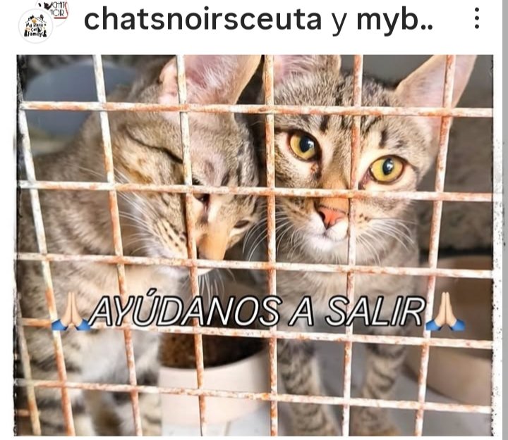 Marisa84157935's tweet image. #Aslam y #Asad devueltos #perreraceuta tras 3 meses adoptados😿😿💔
"Su hijo tiene alergia"
Se tienen el uno al otro,pero nada +
Se abrazan para no tener miedo,duermen y comen juntos,lloran juntos🥺
5 meses,esterilizados y vacunados
Pueden viajar
656479268
instagram.com/p/DOmKNgoDs5A/…
